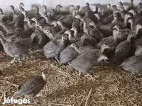 Guinea fowl — foto 2