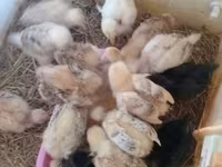 Ducks — الصورة 8