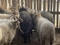 Kos, Racka sheep — 2. fotó