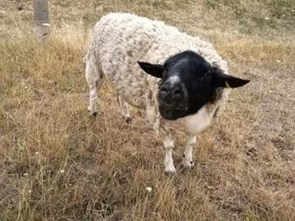 Kos, Dorper sheep — Magyarország