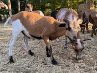 公羊, Cameroon sheep — 照片 1