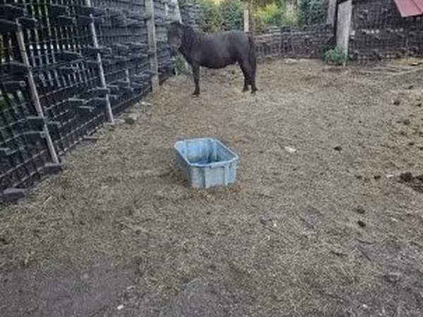 Horse (M), Horses — Hungary