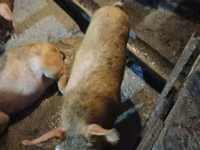 Boar, Pigs — photo 8