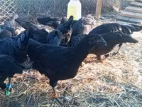 Ayam Cemani — photo 8