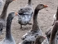 Geese — الصورة 2