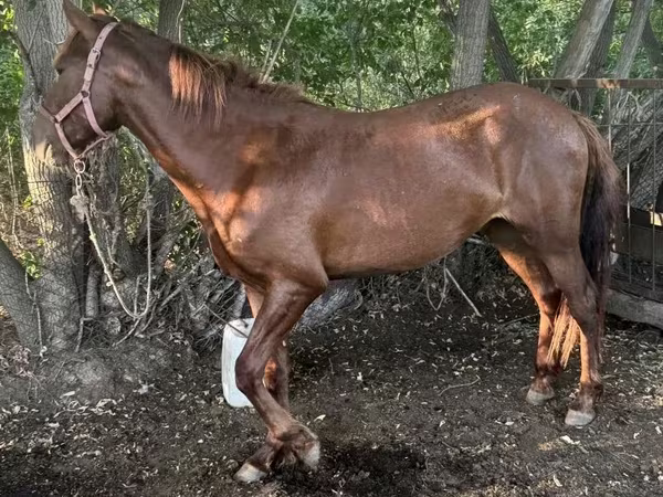 Koń, Kazakh horse