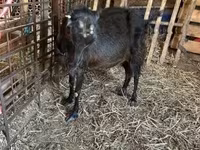Koza, Nubian Goat — foto 2