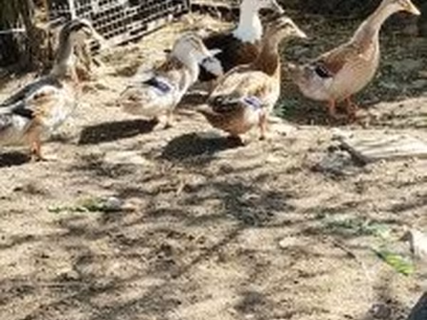 Ducks — Magyarország