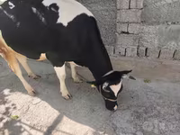 母牛, Russian Black pied cattle — 照片 1