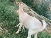 Koza, Boer goat — foto 2
