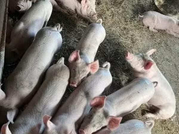 Kan, Sertések — Magyarország