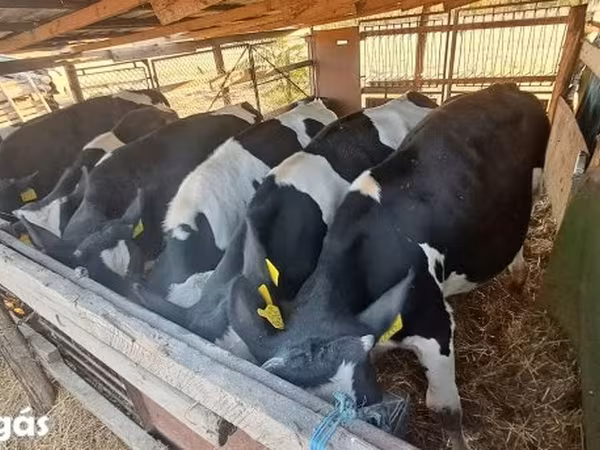 Bulle, Russian Black pied cattle