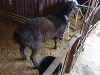 Қошқар, Hissar sheep — 1-сурет