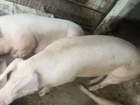 Süldőanya, Крупная белая — 2. fotó