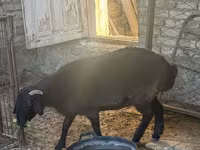 Beran, Arashan sheep — foto 6