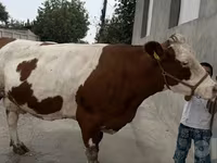 بقرة, Simmental cattle — الصورة 5
