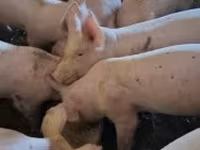 Eber, Schweine — Foto 1