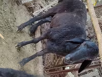 Carneiro, Blackheaded Persian sheep — foto 3