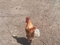 Chickens — photo 1