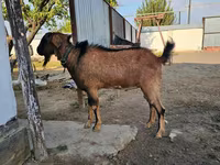 母山羊, Goats — 照片 1