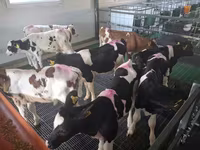 公牛, Russian Black pied cattle — 照片 6
