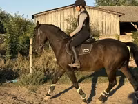 Hengst, Nonius horse — Foto 3