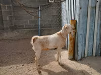 Nőstény kecske, Kamori goats — 6. fotó