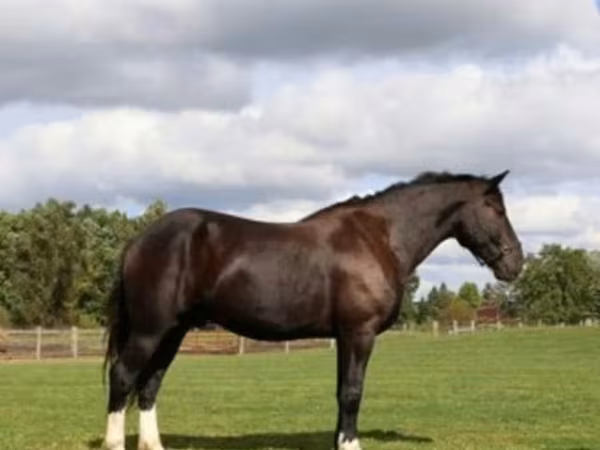 Hing, Percheron