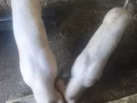 मादा सूअर, सूअर — फ़ोटो 1