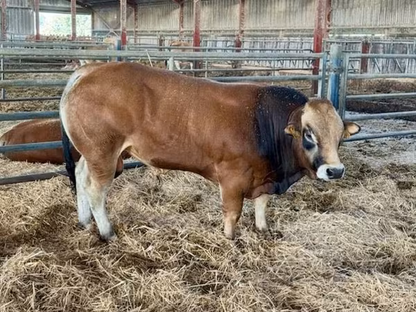 Bika, Partenaise cattle
