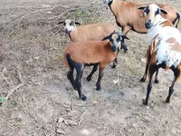 Widder, Cameroon sheep — Foto 1