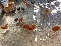 Chickens — foto 2