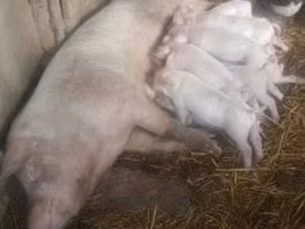 母猪, Pigs — 匈牙利