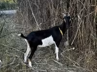 Cabra, Cabras — foto 3