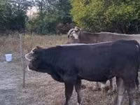 Toro, Raza carpatiana marrón — foto 1
