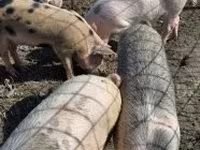 Boar, Pigs — photo 1
