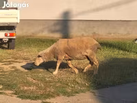Widder, Ile-de-France sheep — Foto 2