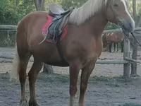 Klisna, Haflinger — foto 1