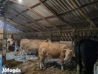Cow, Simmental cattle — photo 1