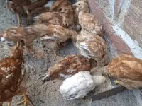 Chickens — الصورة 1