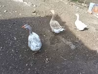 Geese — foto 1