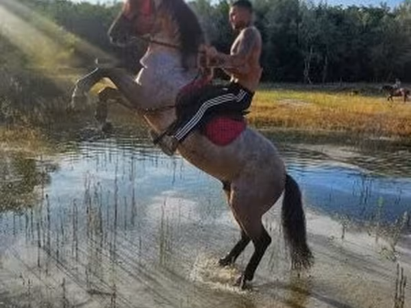 Hengst, Hungarian horse breed — Ungarn