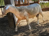 كبش, الأغنام — الصورة 1