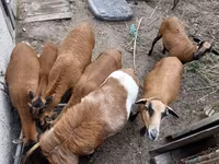 मेढ़ा, Cameroon sheep — फ़ोटो 7