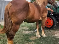 Бие, Hungarian horse breed — 5-сурет