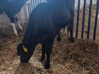 Bulle, Aberdeen-Angus — Foto 5