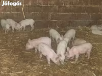 Sow, Вьетнамская вислобрюхая — photo 1