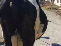 Vaca, Raça Holstein — foto 2