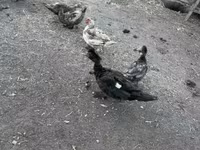 Ducks — photo 1