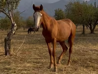 حصان, Tiger horse — الصورة 3